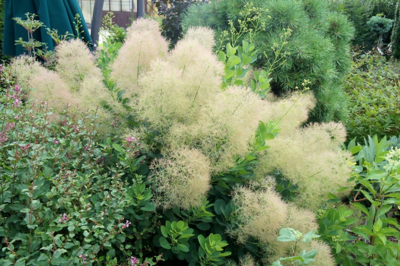 Скумпия Кожевенная Rubrifolius