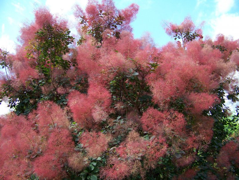 Скумпия Кожевенная Cotinus coggygria