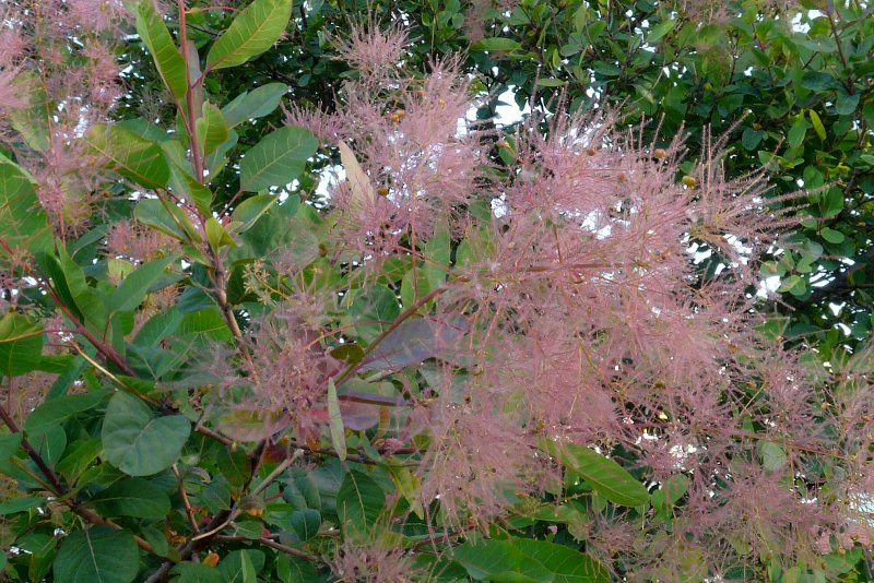 Скумпия Кожевенная/ Cotinus coggygria SCOP.