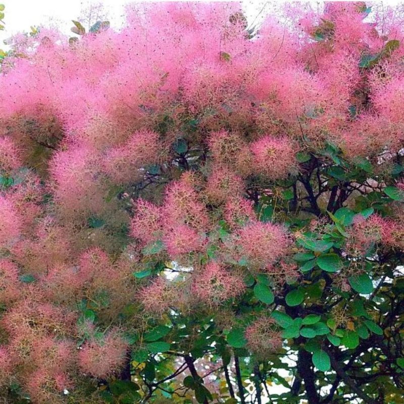 Скумпия Кожевенная кустарник