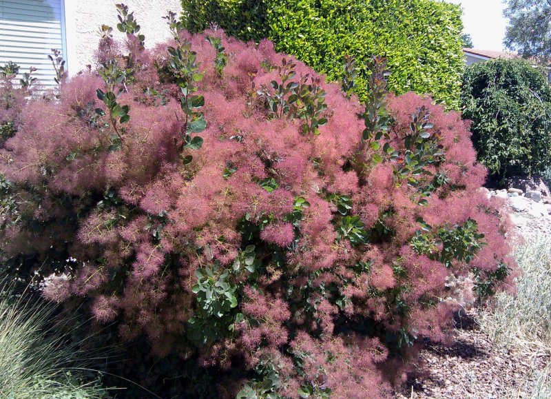 Скумпия foliis purpureis