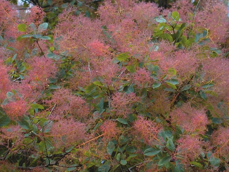 Скумпия Кожевенная Cotinus coggygria