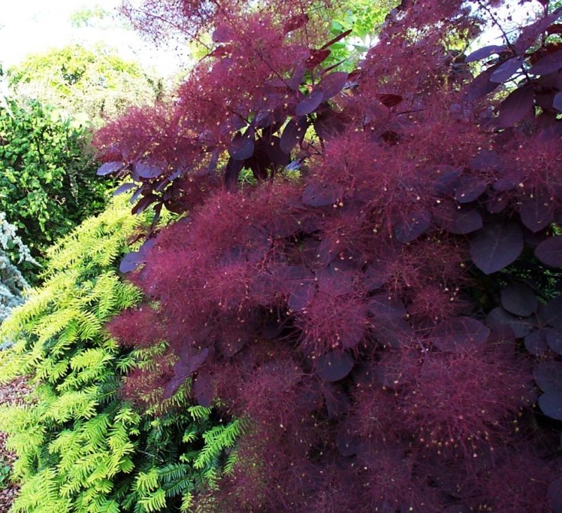 Скумпия Кожевенная (Cotinus coggygria `Royal Purple`)