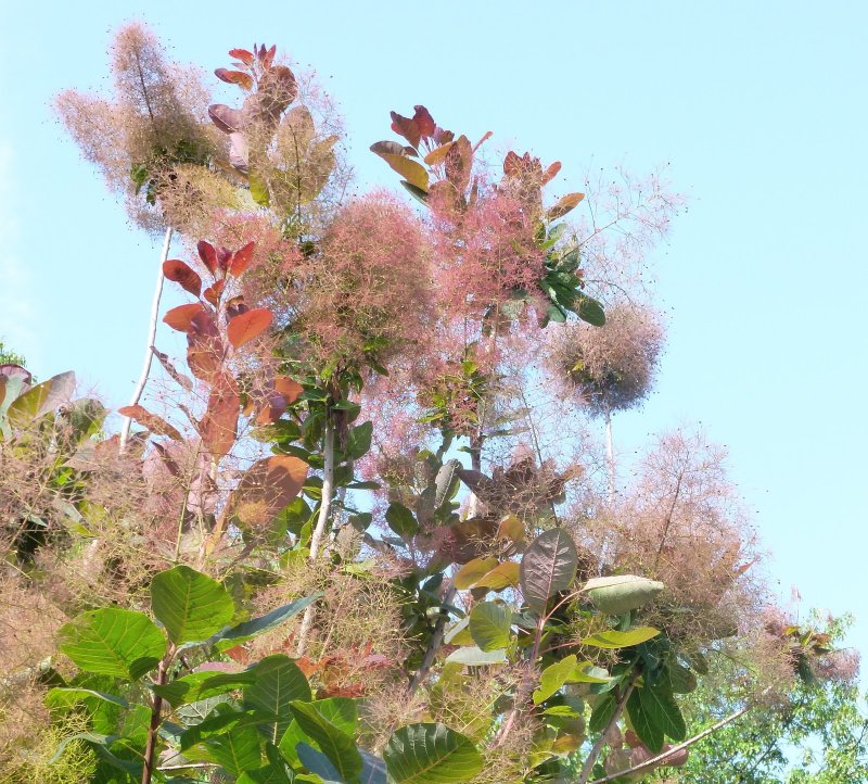 Cotinus coggygria Grace