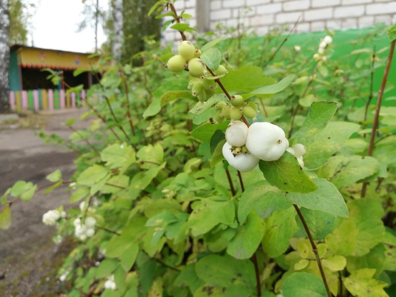 Symphoricarpos rotundifolius — снежноягодник круглолистный