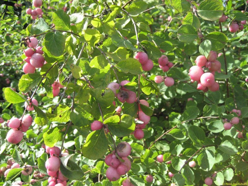 Снежноягодник Доренбоза Magic Berry