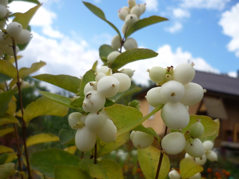 Снежноягодник Symphoricarpos Hancock