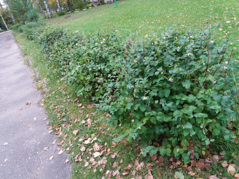Снежноягодник Шено