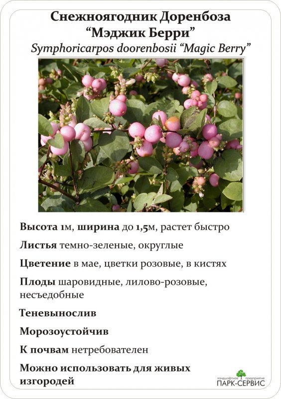 Снежноягодник Доренбоза аметист