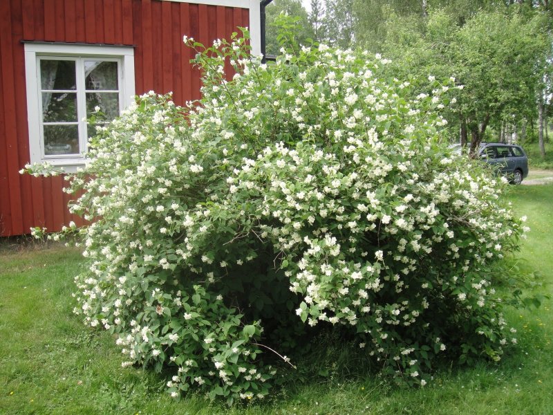 Чубушник гибридный variegatus