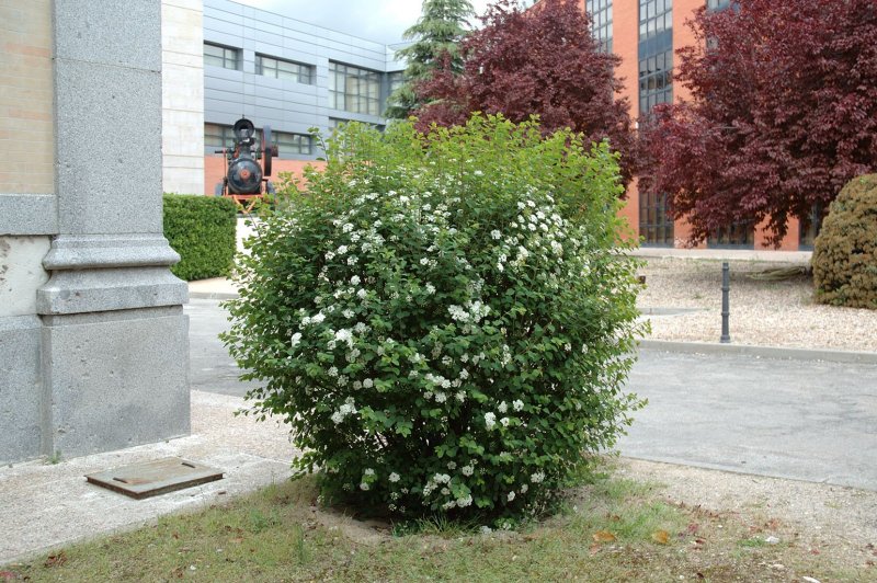 Спирея Вангутта (Spiraea vanhouttei)
