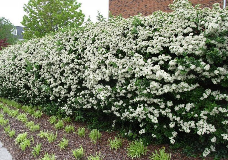 Снежноягодник белый Symphoricarpos Albus
