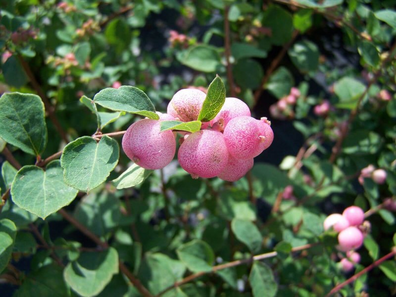 Снежноягодник белый Symphoricarpos Albus