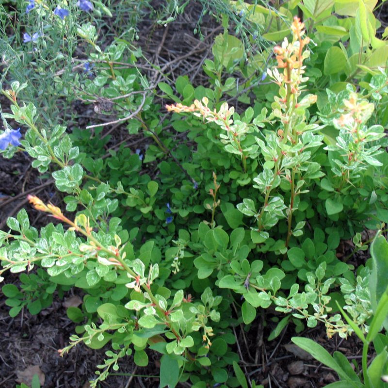 Berberis thunbergii Natasza