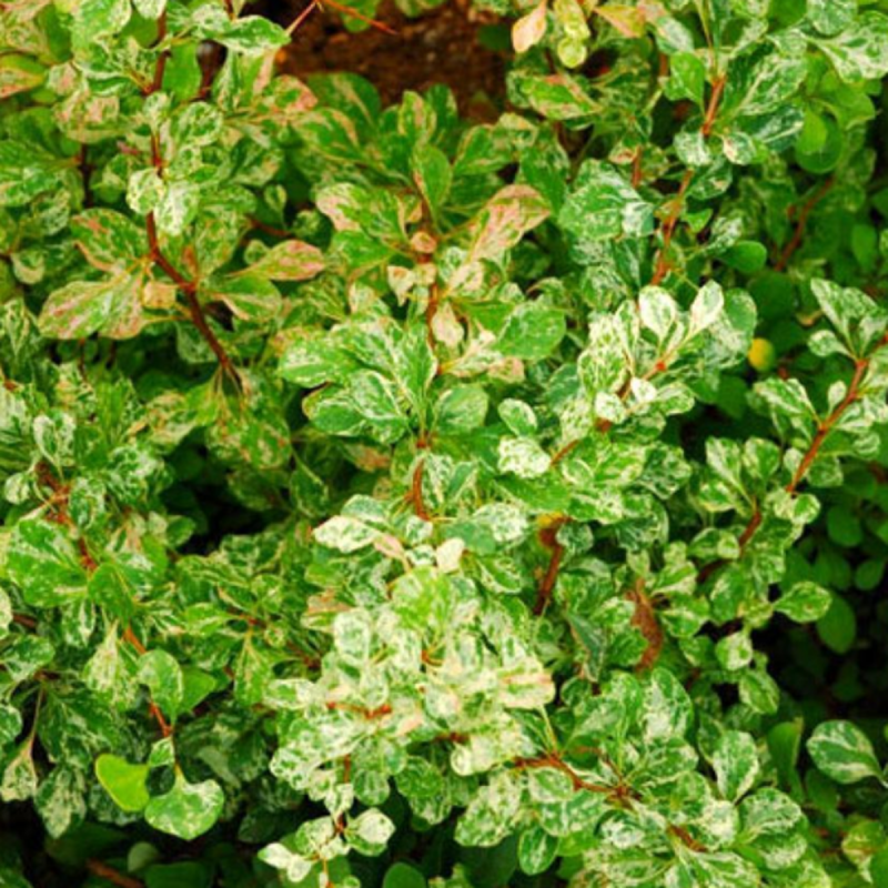 Барбарис Тунберга Келлерис (Berberis thunbergii KELLERIIS)