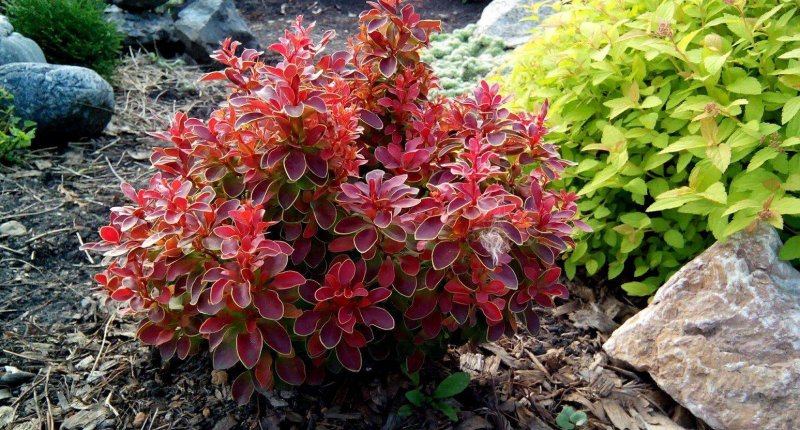 Барбарис Тунберга Ruby Star