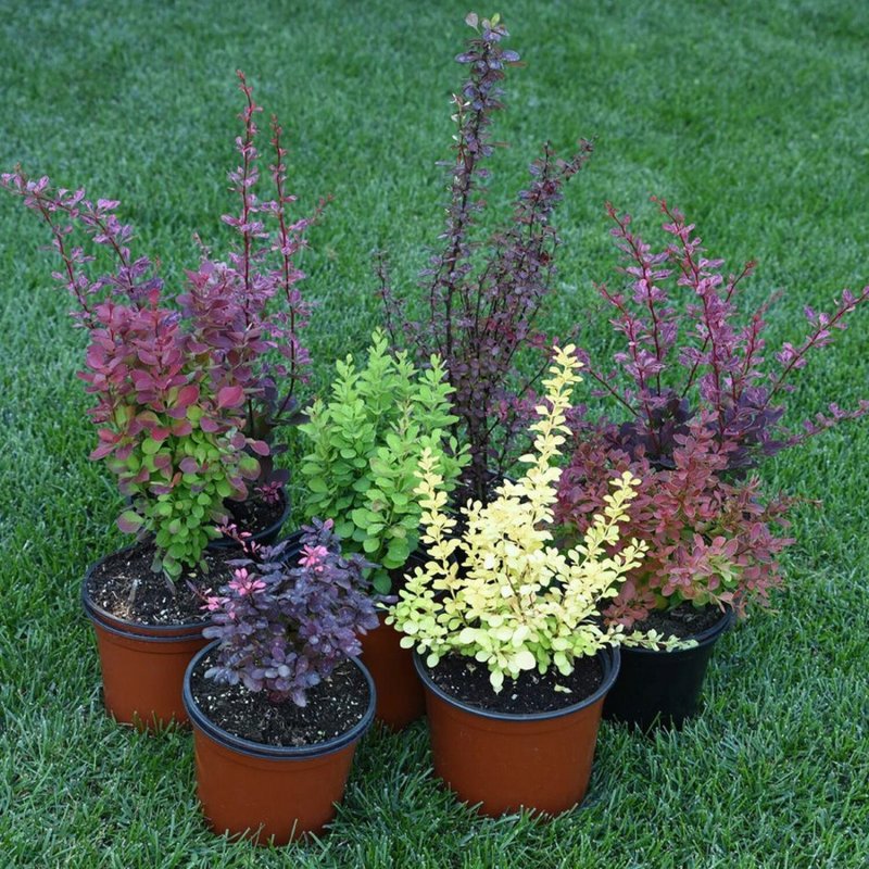 Барбарис Тунберга - Berberis thunbergii 'Coronita'