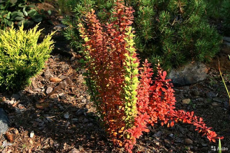 Барбарис Тунберга (Berberis thunbergii Golden Ring