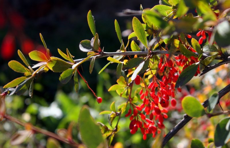 Барбарис Тунберга Berberis thunbergii Natasza