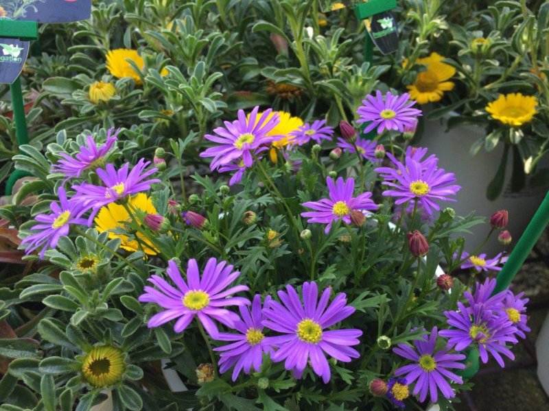Брахикома Brasco Violet