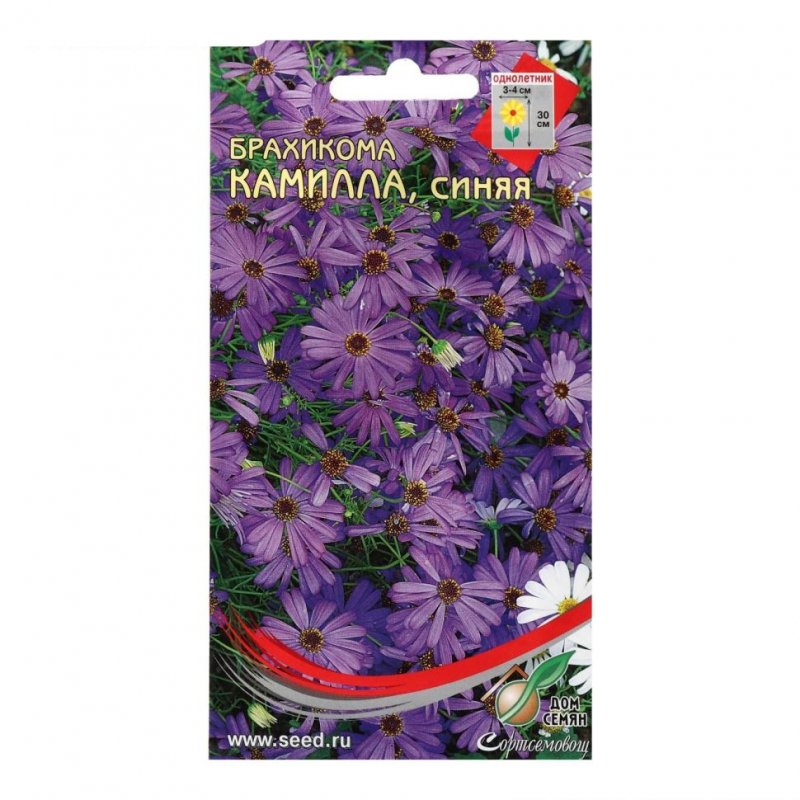 Брахикома Камилла