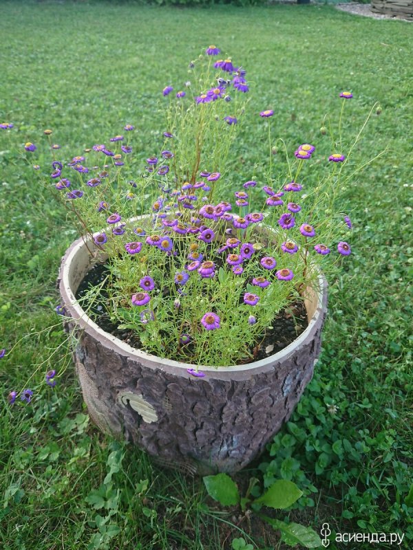 Брахикома fresco Purple