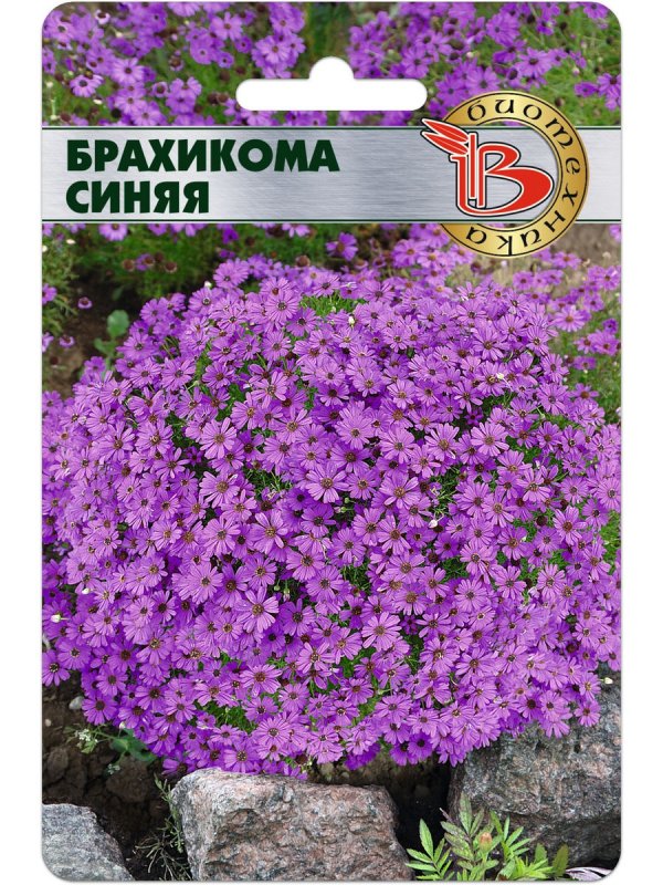 Брахикома ампельная