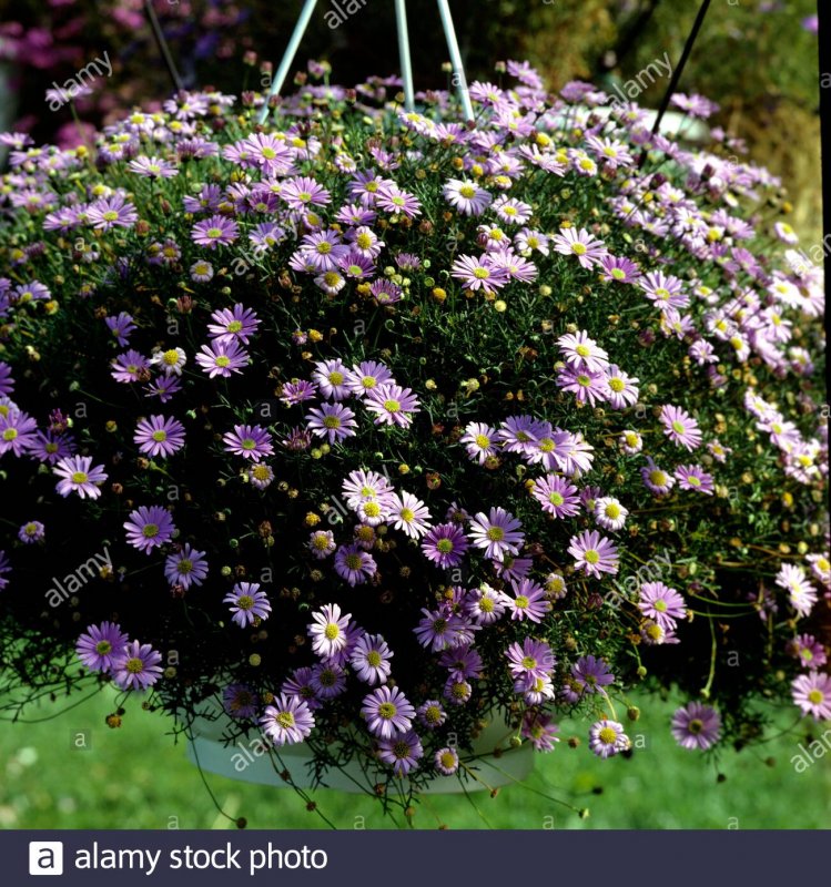 Брахикома fresco Purple
