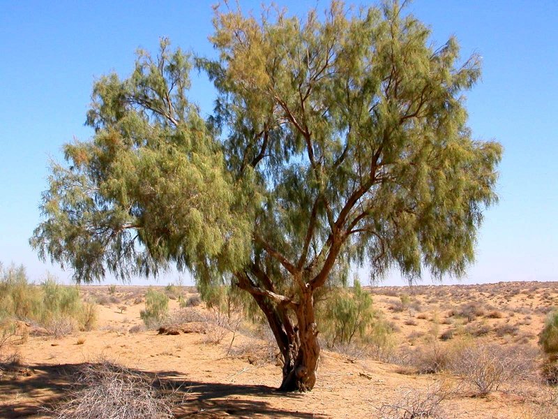 Кусты саксаула