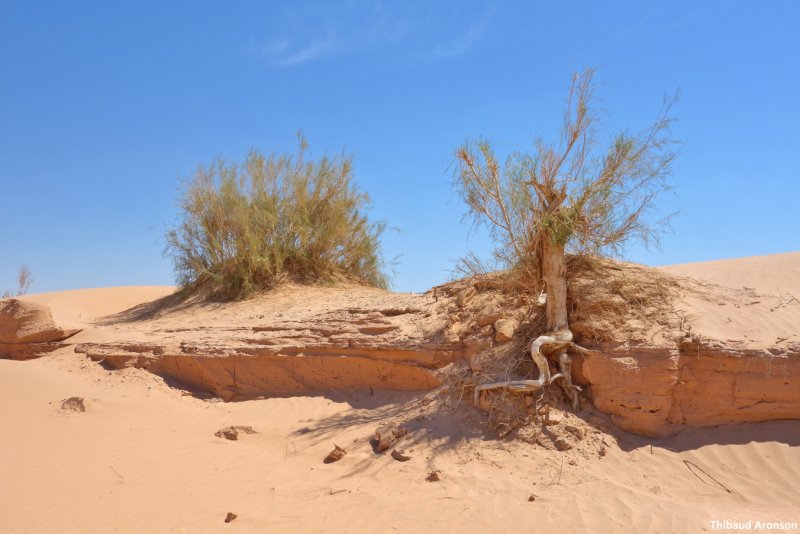Haloxylon ammodendron