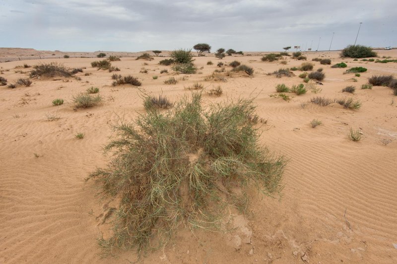 Haloxylon ammodendron