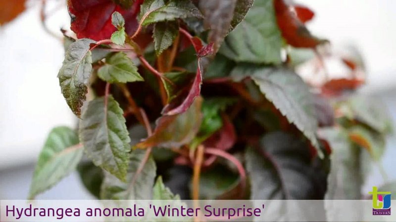 Hydrangea anomala Winter Surprise