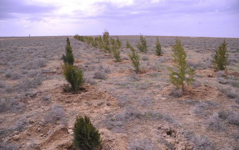 Haloxylon persicum