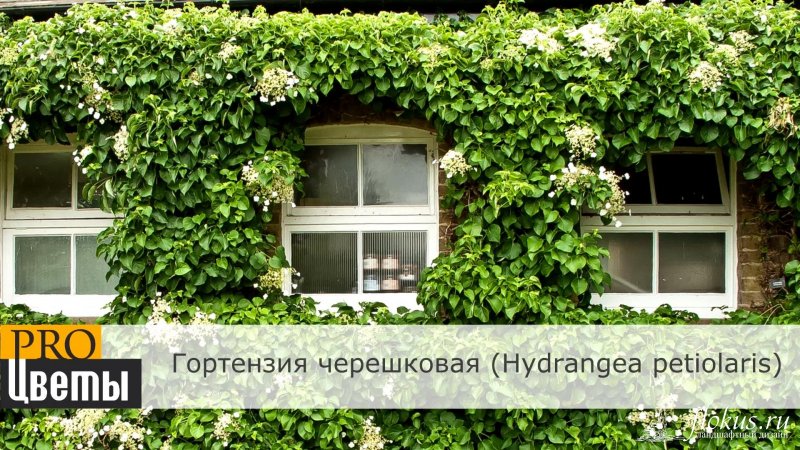 Гортензия черешковая описание