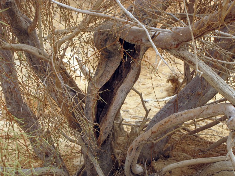 Haloxylon ammodendron