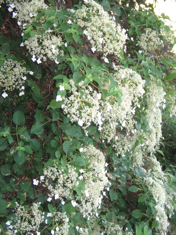 Hydrangea paniculata unique
