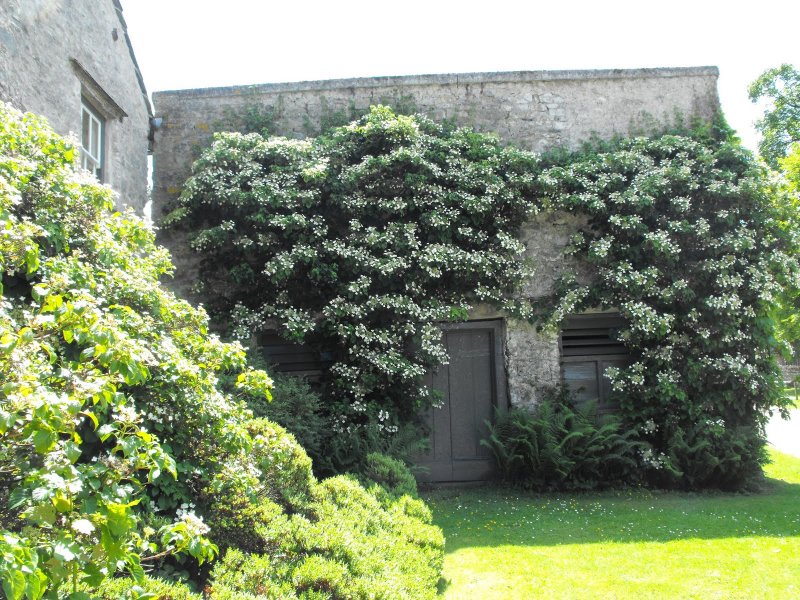 Hydrangea quercifolia