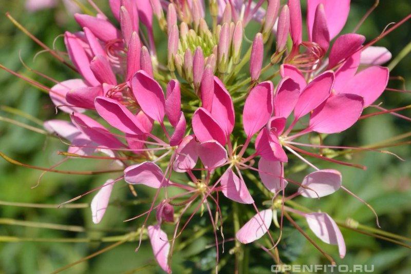 Клеома колючая Cleome spinosa