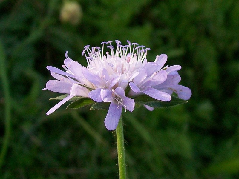 Скабиоза Исетская Scabiosa isetensis l.