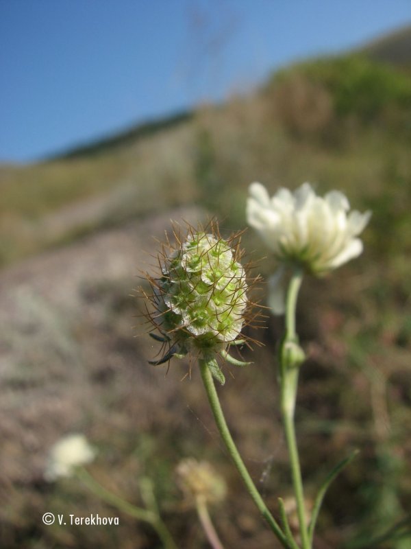 Скабио́за бледно-жёлтая (Scabiosa ochroleuca l.)
