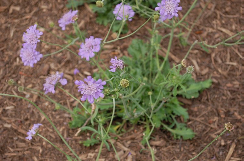 Скабиоза Исетская Scabiosa isetensis l.