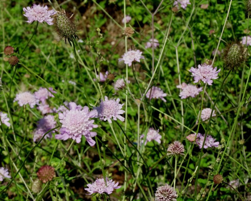 Скабиоза Исетская Scabiosa isetensis l.