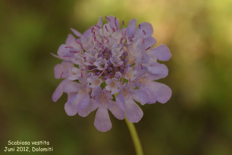 Скабио́за бледно-жёлтая (Scabiosa ochroleuca l.)