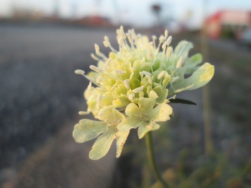 Скабиоза Atropurpurea