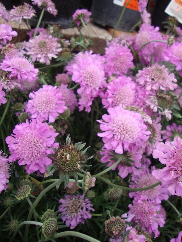 Скабиоза желтая ochroleuca