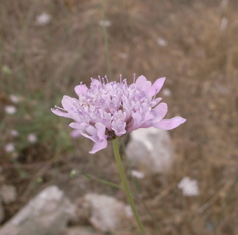 Knautia arvensis листья