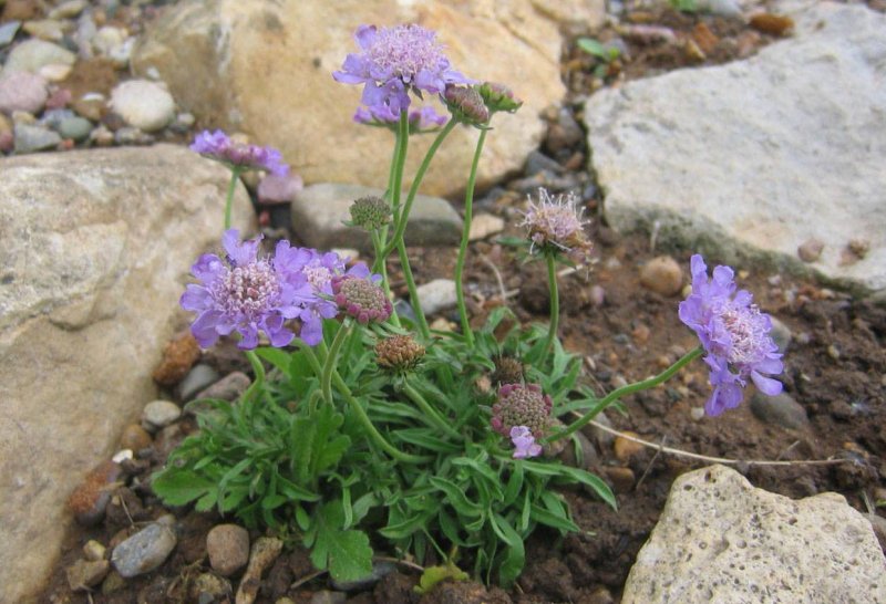 Скабиоза Scabiosa stellata zaaddoos