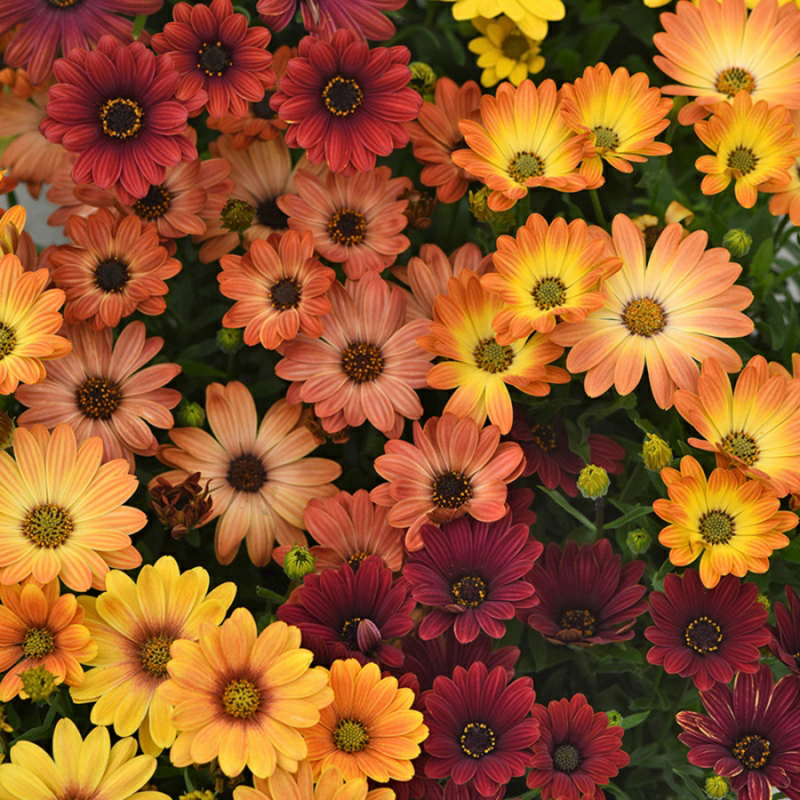 Остеоспермум Akila Sunset Shades