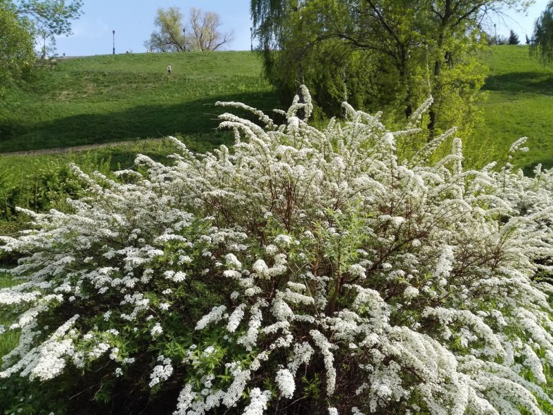 Спирея серая Grefsheim