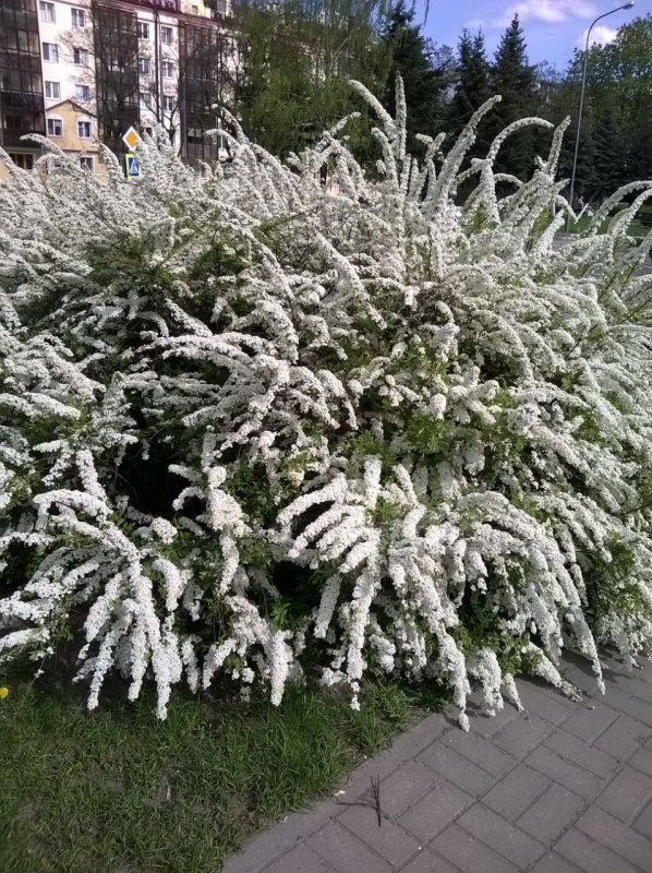 Дарвин спирея
